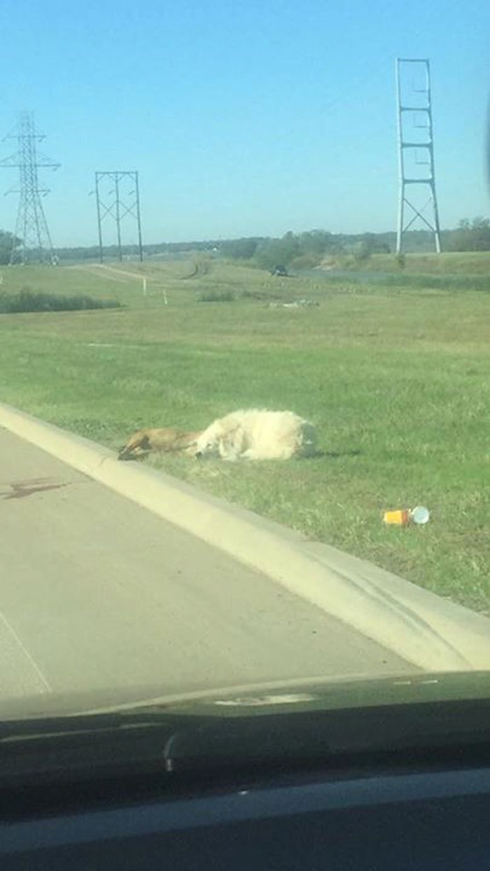 Foto: Facebook, Julie Fennell