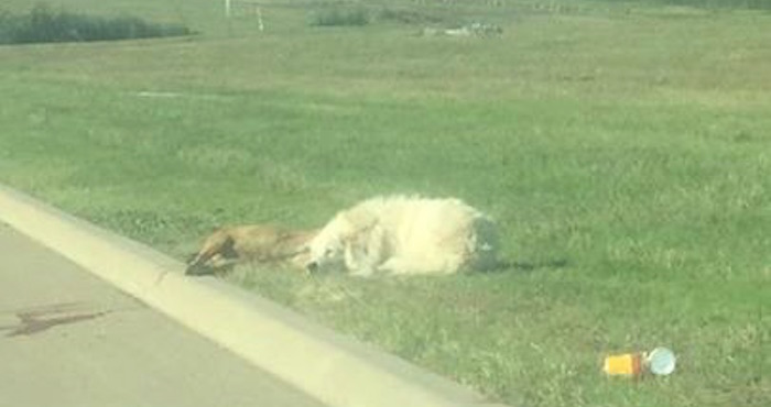 Foto: Facebook, Julie Fennell