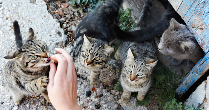 La proliferación de gatos es un conocido problema en Israel, y en los últimos años han sido castrados más de 100 mil para impedir que se reproduzcan.Foto: shutterstock