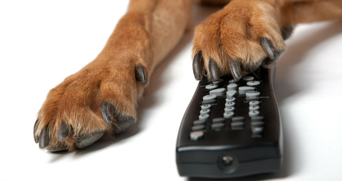 Las imágenes y sonidos que llaman la atención a los perros son distintas a las que gustan a los humanos. Foto: Shutterstock