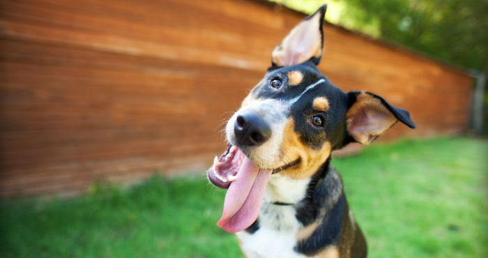 Los canes transmiten su estrés y felicidad a través de distintas señales. Foto: Shutterstock