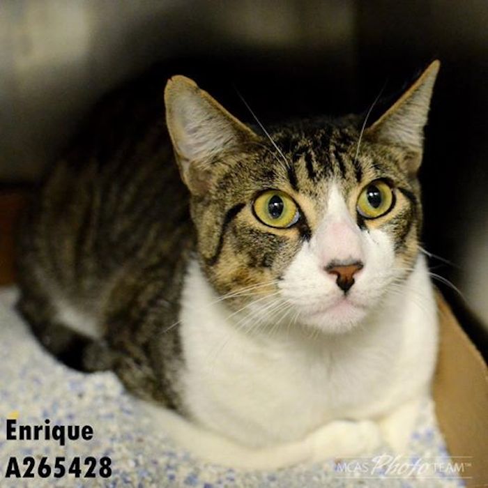 Una mujer sin hogar rescata a un gato abandonado. Foto: The Huffington Post