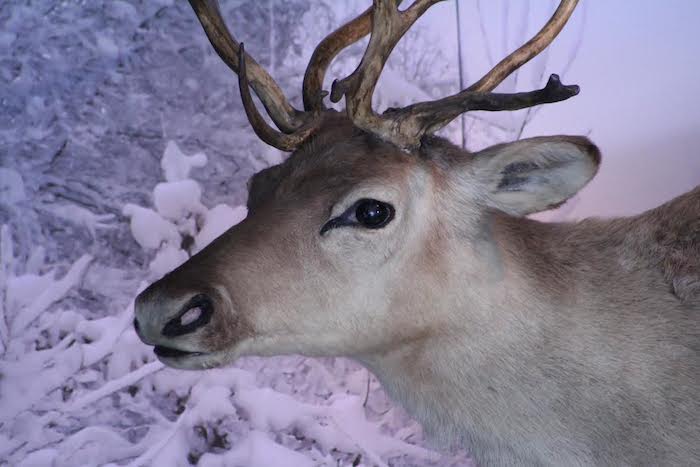 Foto: Museo de Historia Natural