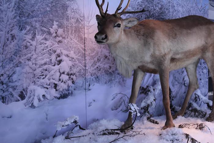 Foto: Museo de Historia Natural