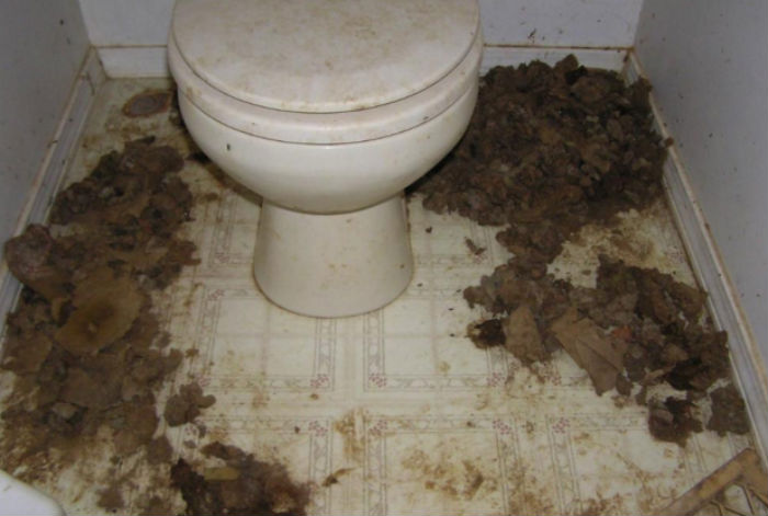 ¿Existe el "Síndrome de la loca de los gatos"?. Foto: Vice