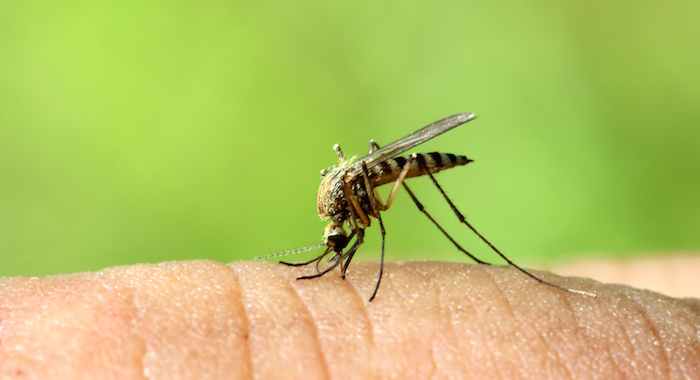 Mosquito Aedes Aegypti. Foto: shutterstock