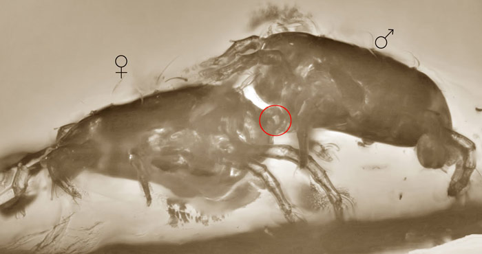 Fósil de ácaros copulando. Foto: Licencia pública