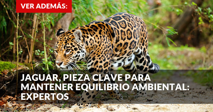 Jaguar, pieza clave para el equilibrio ambiental Promo