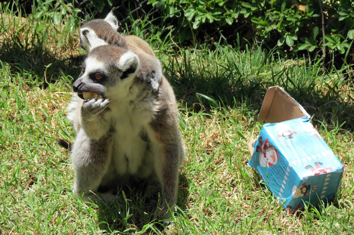 Lémur comiendo su fruta. Foto: Xinhua