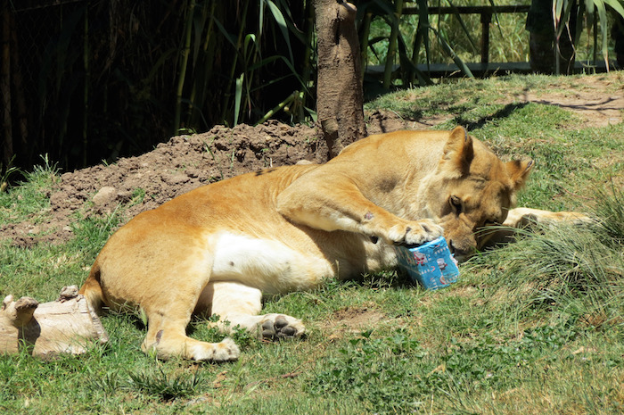 Leona jugando con su caja de regalo. Foto: Xinhua