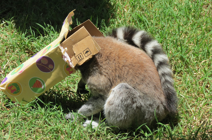 Lémur hurgando en la caja. Foto: Xinhua