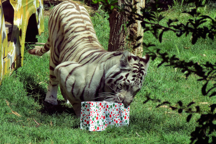 Tigre intentado abrir su regalo navideño. Foto: Xinhua