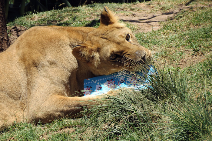 Leona abriendo su presente. Foto: Xinhua
