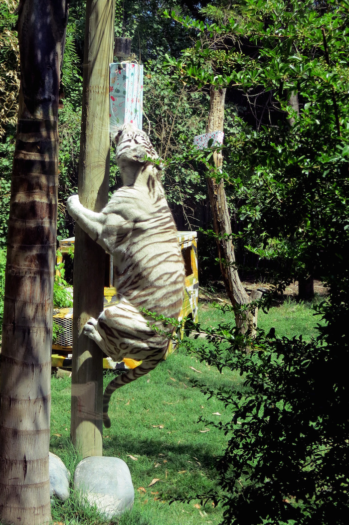 El tigre de bengala trepando a un árbol. Foto: Xinhua