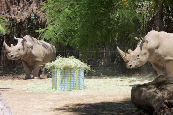 Dos rinocerontes observando su regalo. Foto: Xinhua