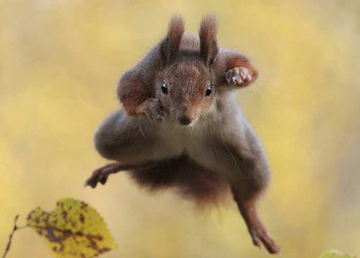 Julian Rad. Foto: Comedy Wildlife Photography Awards