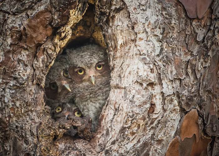 Graham McGeorge. Foto: Comedy Wildlife Photography Awards