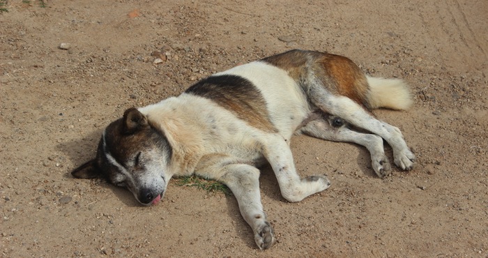 El origen y la evolución del perro doméstico continúa siendo una cuestión controvertida para la comunidad científica. Foto: Shutterstock
