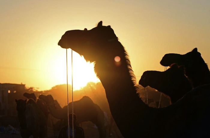 Camellos desfilan. La oferta y la demanda se basa en lo bien que llevan sus cargas. Foto: Ahmer Khan, especial Vice.
