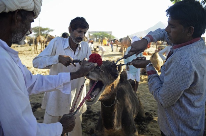 Criadores de camellos acicalan a sus animales para conseguir que luzcan lo más saludable posible y así poder buscar el precio máximo. Foto: por Ahmer Khan, especial, Vice.