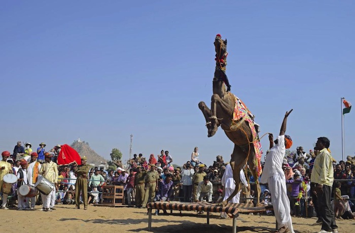El baile de camellos es una de las atracciones que no se pueden evitar en la feria de Pushkar. Foto: Ahmer Khan, especial, Vice.
