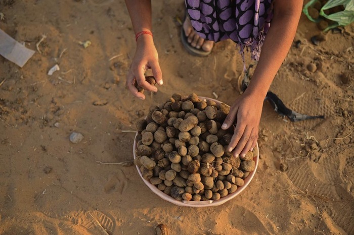 El estiércol de camello se recoge y se seca para su posterior utilización como combustible. Foto: Ahmer Khan, especial Vice.