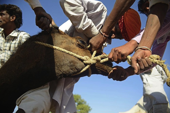 El precio de los camellos depende de los sanos que estén y cuánta carga que pueden transportar. Foto: Ahmer Khan, especial, Vice.