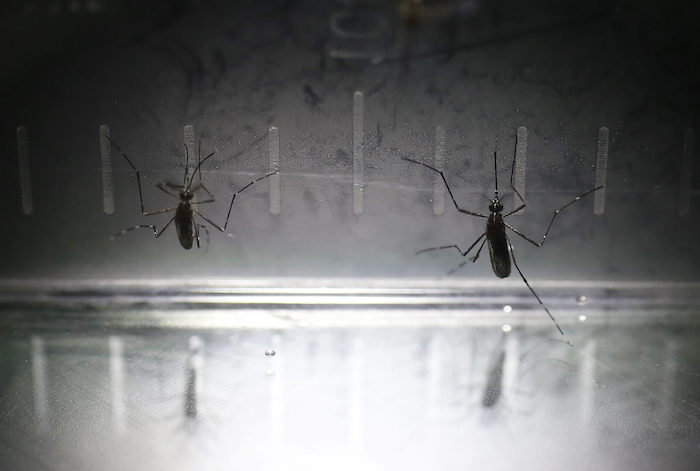 29 estados han presentado casos de chikungunya. Foto: EFE.