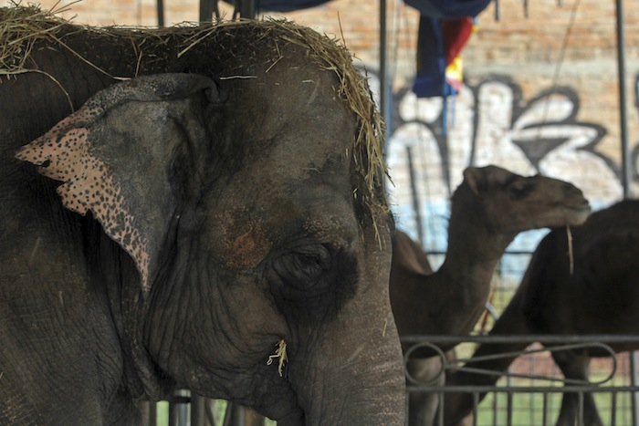 Elefanta maltratada en un circo mexicano. Foto: Cuartoscuro.