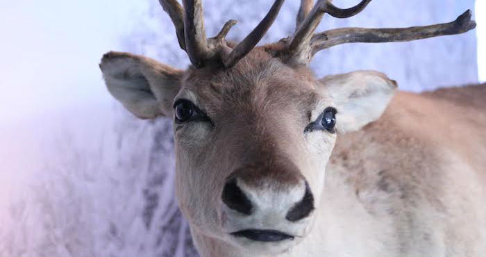 Foto: Museo de Historia Natural