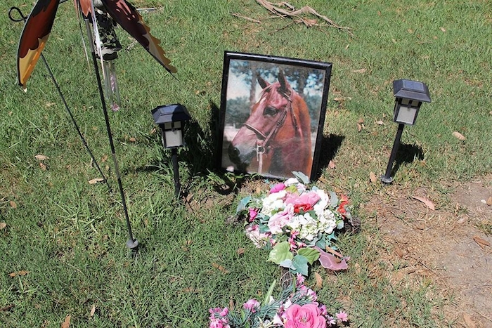 Aquí tienen cabida todo tipo de mascotas. Foto: Vice