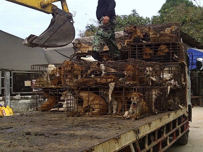 Perros hacinados en jaulas en su transporte al matadero. Foto: John Dalley. Soi Dog Foundation