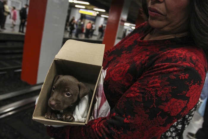 El abandono de mascotas se dispara especialmente durante estas fechas porque la gente no se imagina la responsabilidad que genera el tener un animal en casa. Foto: Cuartoscuro.