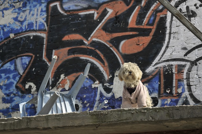 Prohibido dejar a los animales en azoteas y zotehuelas en el DF. Foto: Cuartoscuro.