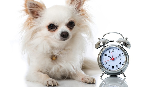 ¿Tienen los perros noción del tiempo? Foto: Shutterstock.