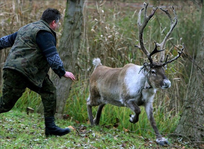 En la actualidad existen unos 32 mil renos en las zonas de bosques boreales de Canadá, una fracción del número que existía a principios del siglo XXI. Foto: EFE.