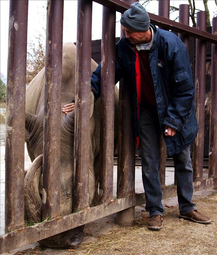 El rinoceronte blanco Sudan junto a un cuidador del zoo Dvur Kralove nad Laben en República Checa en 2009. Foto: EFE.