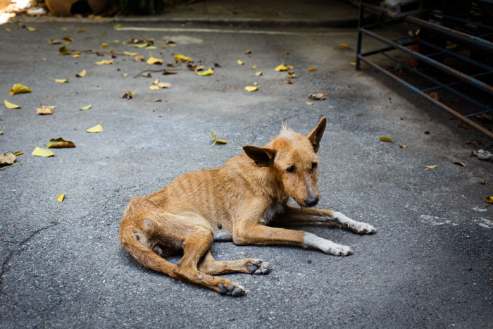 shutterstock_250983511