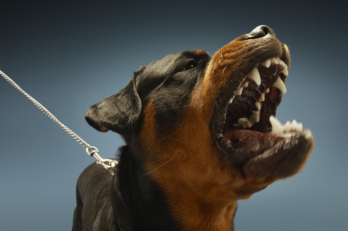 ¿Es posible rehabilitar a un perro que en algún momento atacó e incluso mató a un humano? Foto: Shutterstock.