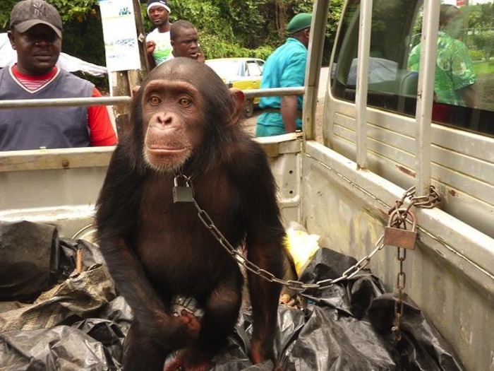 Chimpancé capturado para su explotación. Foto: Proyecto Gran Simio.