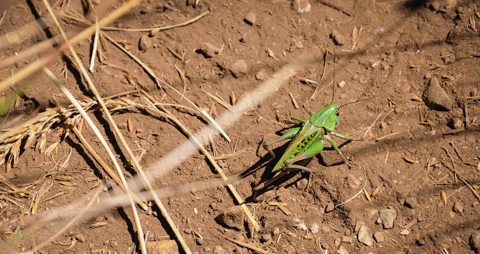 El suelo es un recurso frágil que puede destruirse en apenas una generación humana. Foto: Shutterstock.