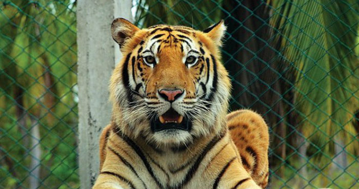 El tigre Ankor no se deja atrapar pese a operativos federales y estatales. Foto: UMA Paraíso de los Manglares El tigre Ankor no se deja atrapar pese a operativos federales y estatales. Foto: UMA Paraíso de los Manglares