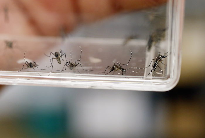 Imagen de varios mosquitos Aedes Aegypti en el laboratorio del departamento de Puerto Rico. Foto: EFE