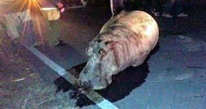 El hipopótamo quedó sobre el asfalto en la carretera a las poblaciones Santa Cruz Coyotepec y San José Guerrero, en Puebla. Foto: Especial