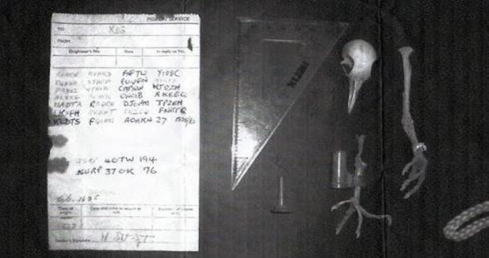 Código de la segunda Guerra mundial que fue hallado atado al esqueleto de un paloma Foto: Twitter @didacsanchezg