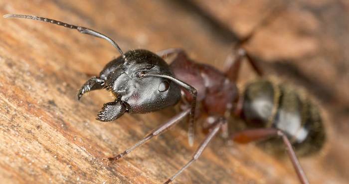 Hormiga carpintera Foto: shutterstock