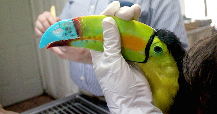 Prótesis de pico de tucán impreso en 3D. Foto: UVM.