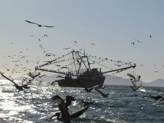 Foto Carlos Aguilera - Sinaloa (2)