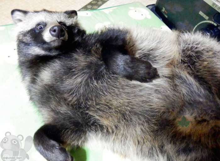 Perro mapache Foto: Twitter @chibi_tori