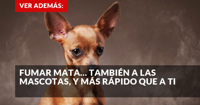 Promo perros cigarro